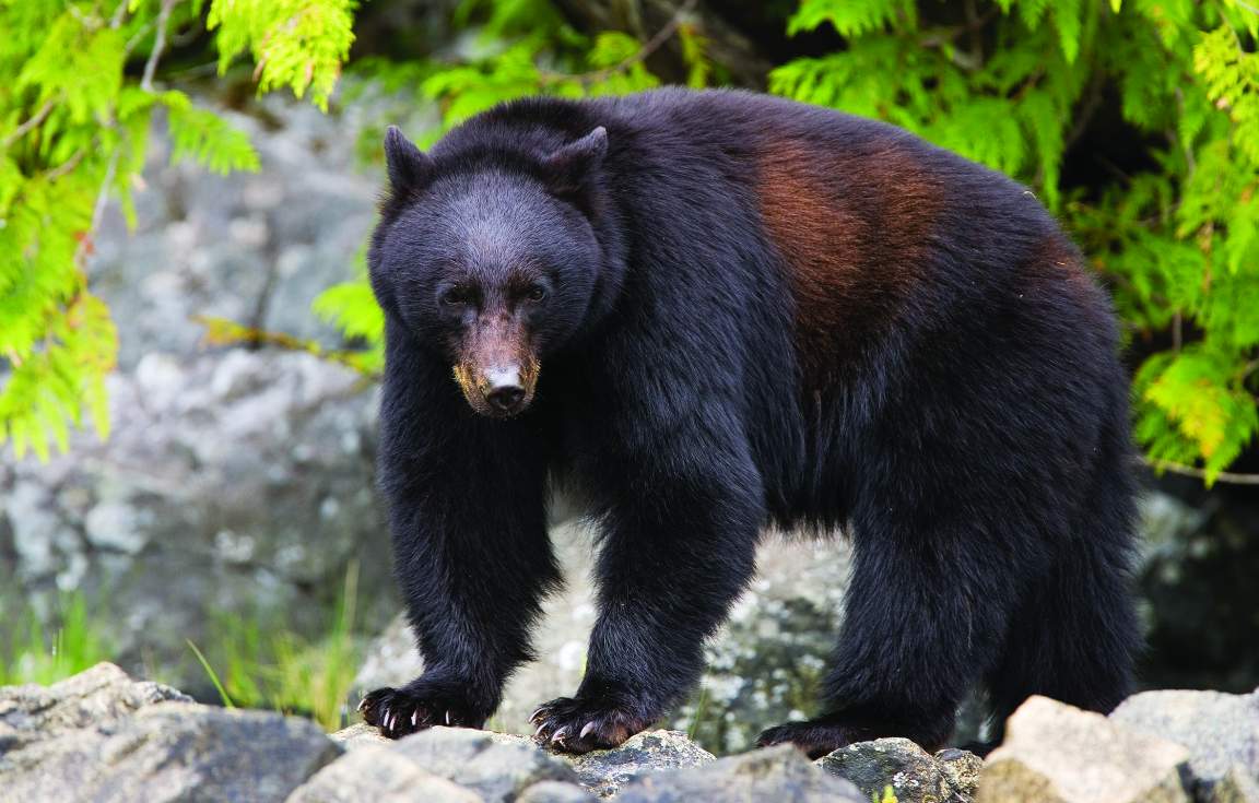 Sepaq Laurentides Wildlife Bear Watching Quebec City Canada Sepaq Laurentides Wildlife Bear Watching Quebec City Canada